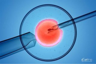 Hình ảnh tinh trùng và trứng được thụ tinh trong ống nghiệm