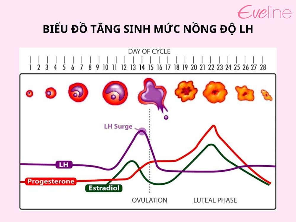 Hình ảnh biểu đồ tăng sinh mức nồng độ LH