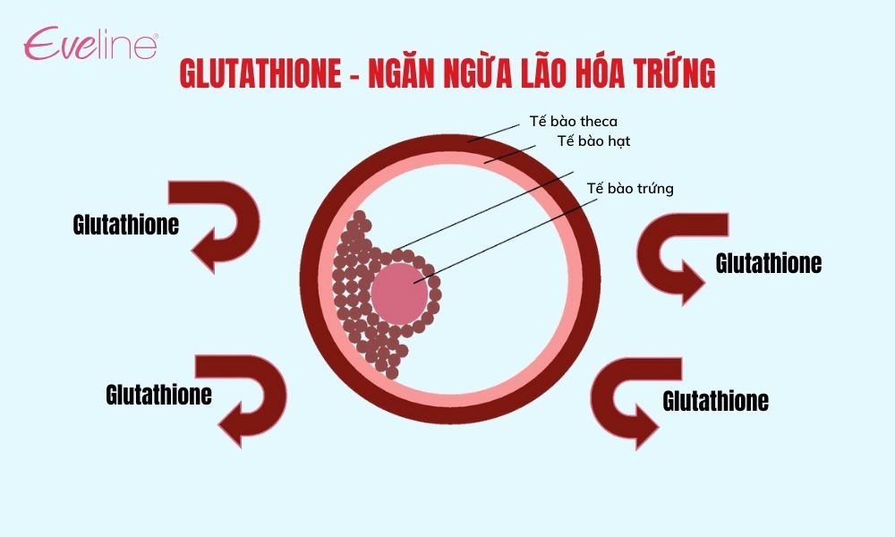 Bổ sung Glutathione Maxx500 giúp ngăn ngừa lao hóa trứng hiệu quả