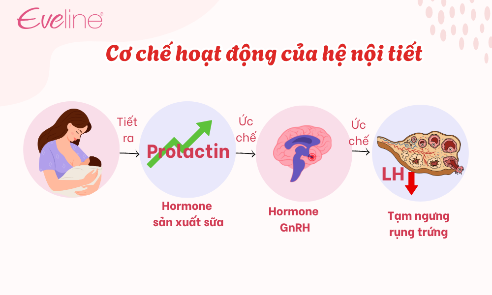 Cơ chế tác động của hệ nội tiết làm tạm ngưng quá trình rụng trứng sau sinh